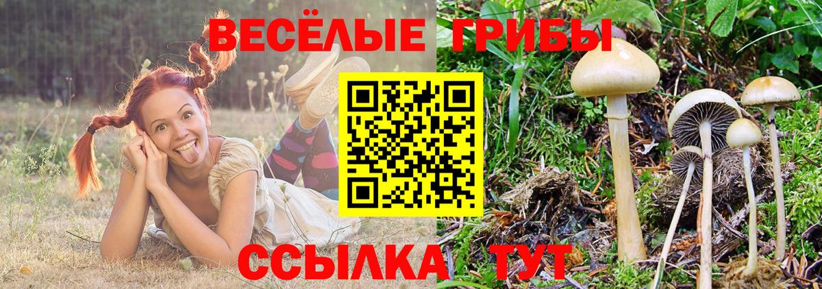 купить наркотики сайты  Галлюциногенные грибы ЛСД  Кизляр  Вход с VPN  Галлюциногенные грибы мицелий 
